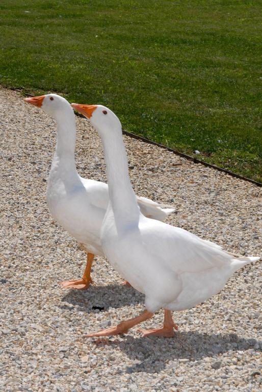 Agriturismo Camisassi Saluzzo Dış mekan fotoğraf